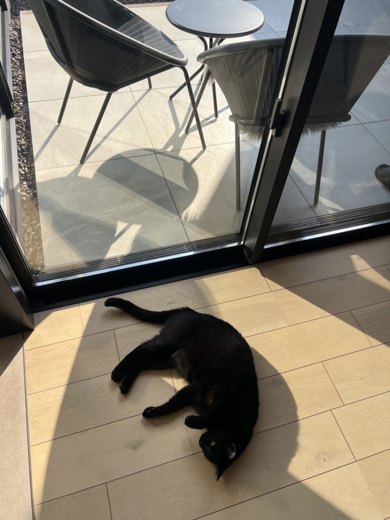 関市 デザイン住宅 内覧会の開催 要塞テラスの平屋 リビングに寝転がる猫ちゃん